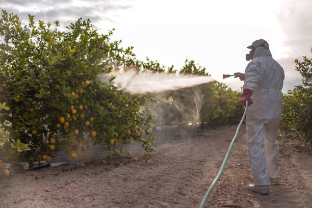 Best Mosquito Control Services  in Conroe, TX