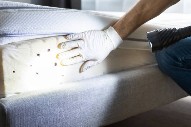 Best Best Pest Control Companies  in Conroe, TX