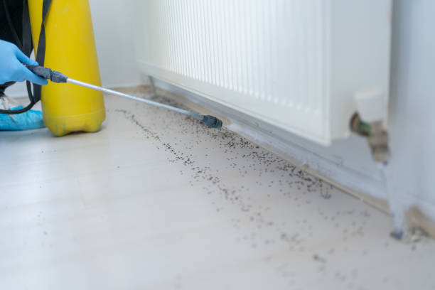 Best Wasp Removal Services  in Conroe, TX
